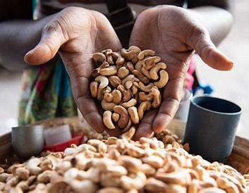 Mozambique Cashew