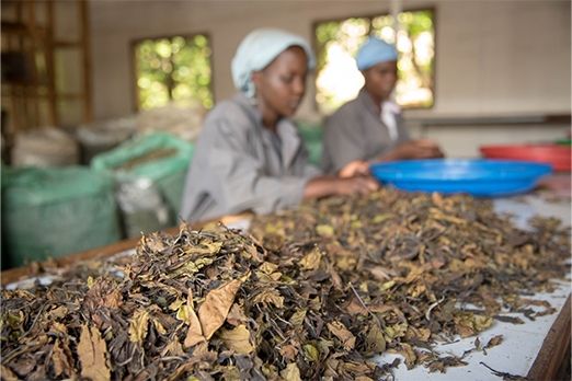 Tea production falls sharply, but Malawi earns more money