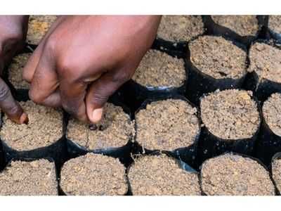 Tanzania calls for investment in high-quality tree seeds