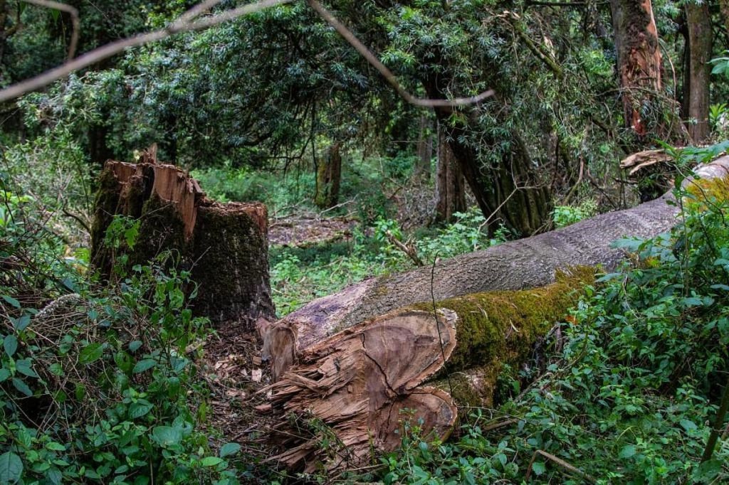 Fraudulent networks fuel deforestation and illegal timber exports in Cameroon